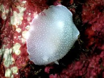 White Nudibranch