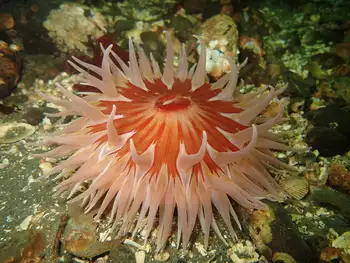 Sand Rose Anemone
