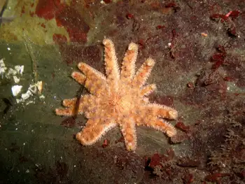 Sunflower Star