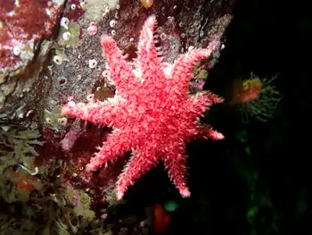 Rose Star