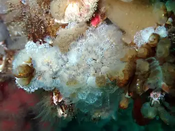 Yellow Social Tunicate