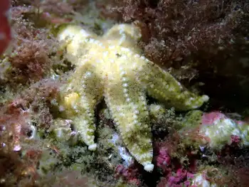 Ochre Star