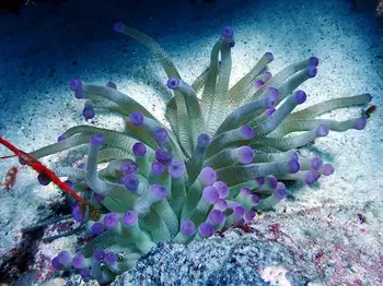 Giant Anemone
