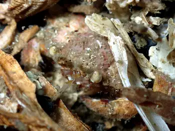 Pygmy Rock Crab