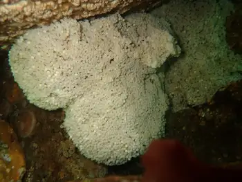 Eggs Lingcod