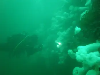 Anemones