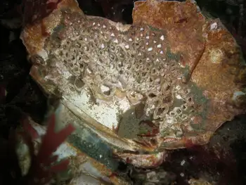 clam shell