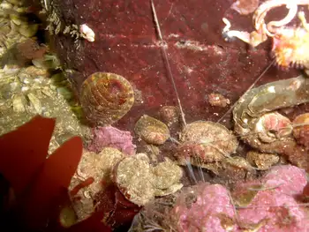 Chitons