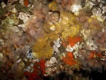 Sponges