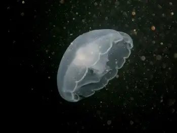 Moon Jelly