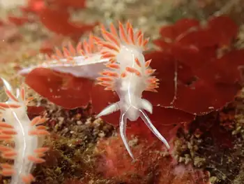 Three Lined Nudibranch