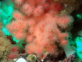 Red Soft Coral