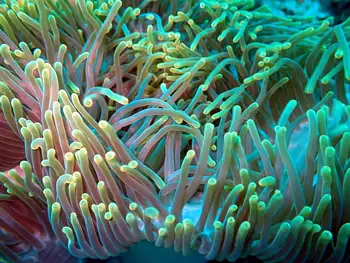 Magnificent Anemone