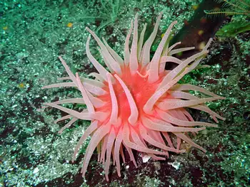 Crimson Anemone