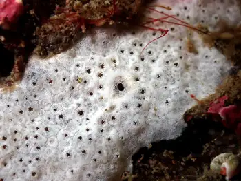 Pacific White Crust Tunicate
