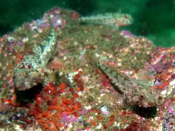 scalyhead sculpin