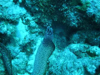 Spotted Moray Eel