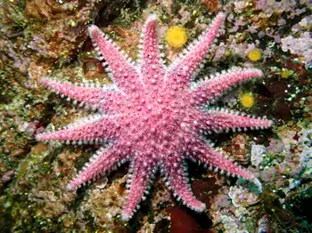Rose Star