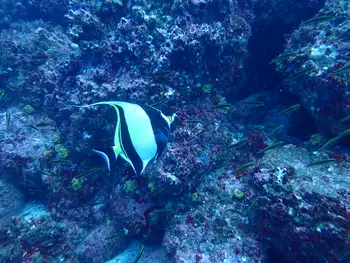 moorish idol