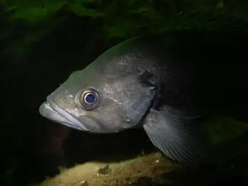 black rockfish