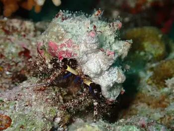 Hermit Crab