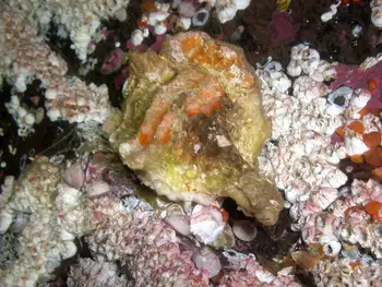 Hermit Crab