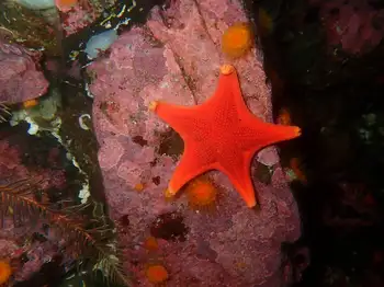Vermilion Star