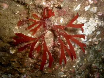 Rose Seaweed