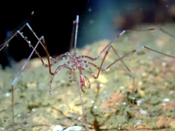 Giant Sea Spider