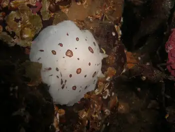 Leopard Nudibranch