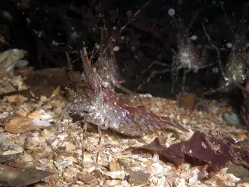 Shrimp