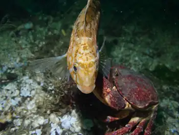 Whitespotted Greenling