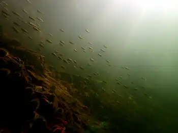 Dive Site
