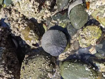 sand dollar