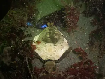 Flounder