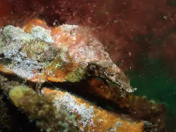 Sharp Nosed Crab