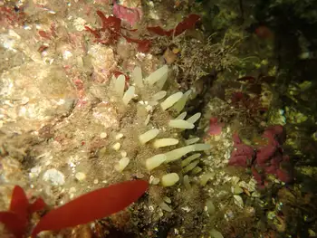 Aggregated Nipple Sponge