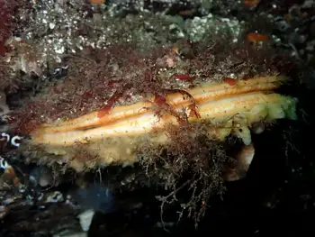 Rock Scallop