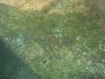 Common Acorn Barnacles