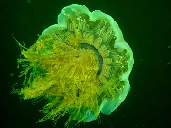 lion's mane jelly