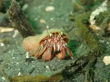 Blackeyed Hermit Crab