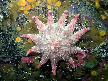 Rose Star
