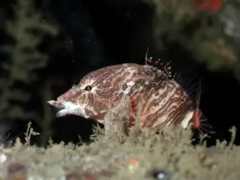 Grunt Sculpin
