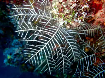 ferny black coral