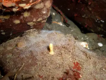 Spider Web Hydroids