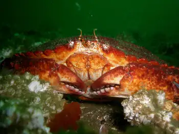 Dungeness Crab