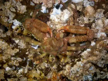 Sharp Nosed Crab