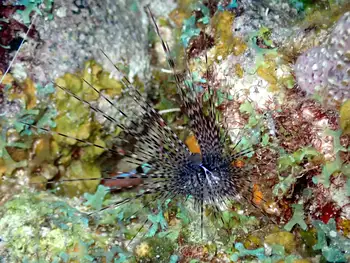 Black Sea Urchin