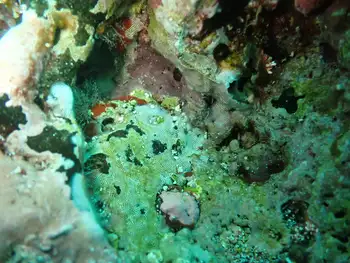 Bryozoan