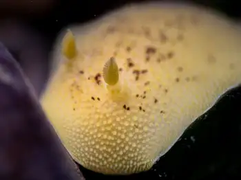 Noble Sea Lemon